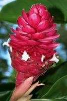 Flora Costa Ricas &ndash; &copy; Annett Müller (Eberhardt TRAVEL)